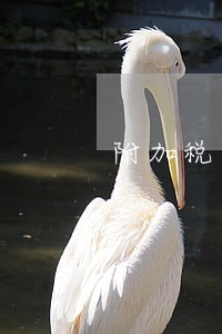 附加税逾期缴纳滞纳金 附加税逾期缴纳滞纳金