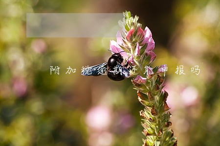 附加税逾期还能申报吗 附加税逾期还能申报吗