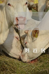 附近居间合同纠纷律师 附近居间合同纠纷律师
