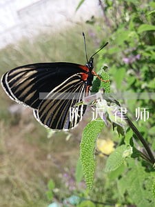 附近律师所 附近律师所