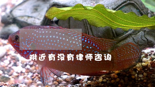 附近有没有律师咨询