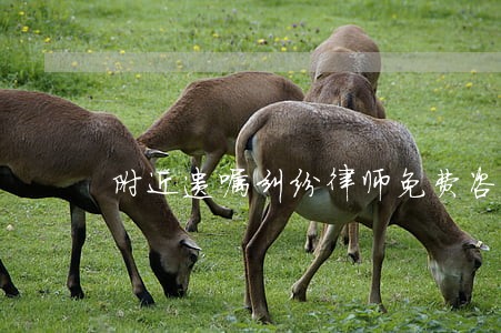 附近遗嘱纠纷律师免费咨询电话 附近遗嘱纠纷律师免费咨询电话
