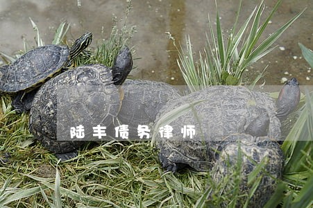 陆丰债务律师 陆丰债务律师