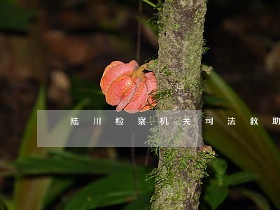 陆川检察机关司法救助公开听证 陆川检察机关司法救助公开听证