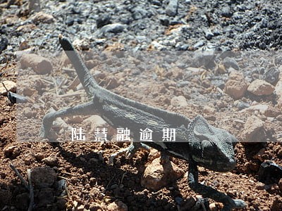 陆慧融逾期 陆慧融逾期
