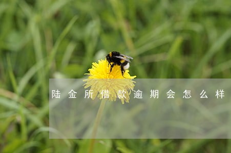 陆金所借款逾期会怎么样