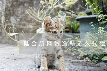 陆金所网贷逾期多久代偿 陆金所网贷逾期多久代偿