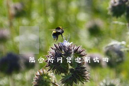 陆金所网贷逾期收回 陆金所网贷逾期收回