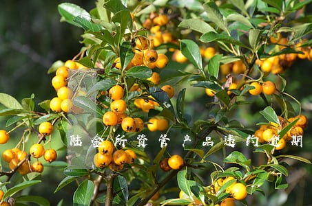 陆金所资管产品违约逾期50亿 陆金所资管产品违约逾期50亿