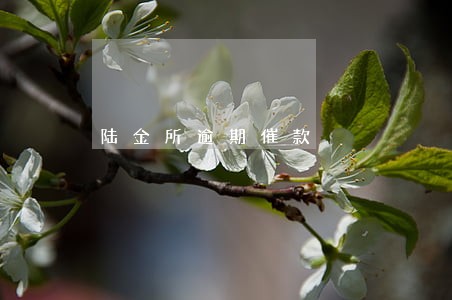 陆金所逾期催款 陆金所逾期催款