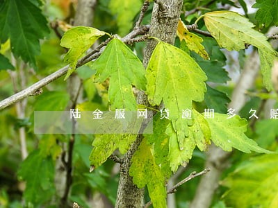 陆金服网贷逾期多久赔付 陆金服网贷逾期多久赔付