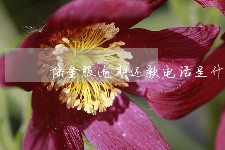 陆金服逾期还款电话是什么意思