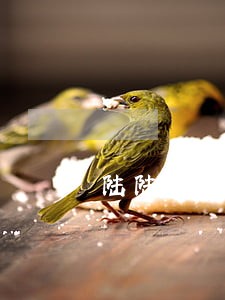 陆陆通人参再造丸违法广告遭查处 陆陆通人参再造丸违法广告遭查处