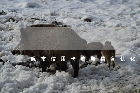陇南信用卡逾期债务优化怎么收费