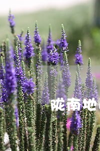 陇南地区宕昌县行政诉讼律师 陇南地区宕昌县行政诉讼律师