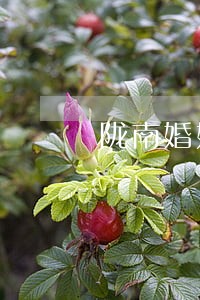 陇南婚姻律师事务所电话咨询 陇南婚姻律师事务所电话咨询