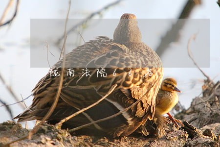 陇南法院66名 陇南法院66名