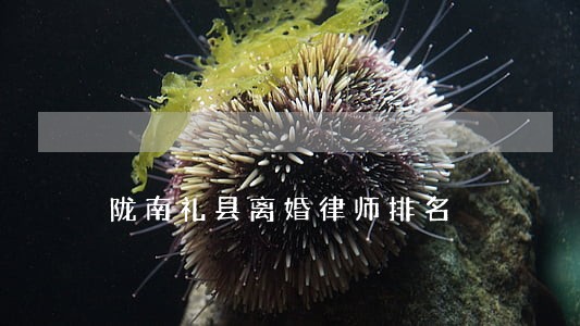 陇南礼县离婚律师排名 陇南礼县离婚律师排名