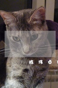 陈伟贞律师文集