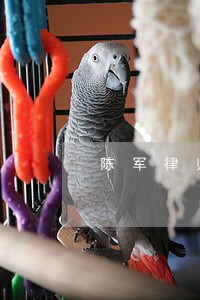 陈军律师解答了我有网贷逾期了 陈军律师解答了我有网贷逾期了