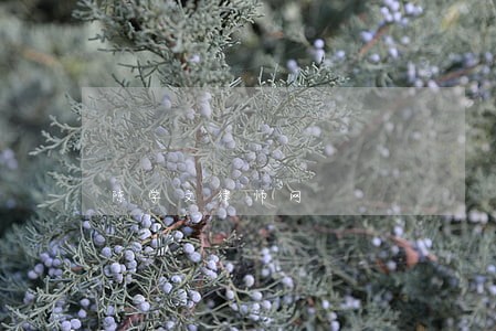 陈学文律师网