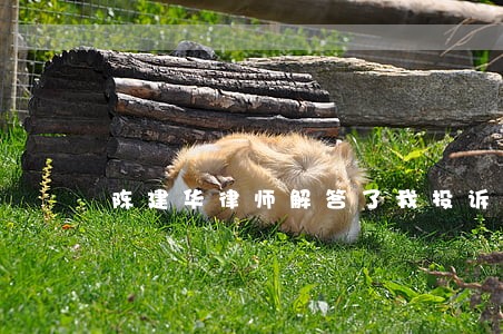 陈建华律师解答了我投诉企业 陈建华律师解答了我投诉企业