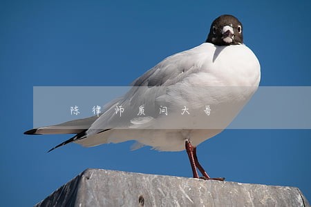 陈律师质问大哥 陈律师质问大哥
