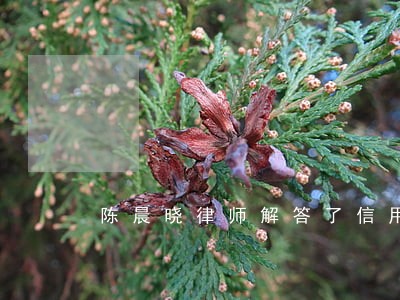 陈晨晓律师解答了信用卡欠款 陈晨晓律师解答了信用卡欠款