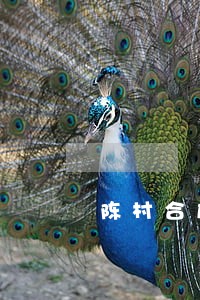 陈村合成街道摆卖卖猪肉违法吗