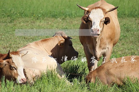 陈玉江律师解答了我在家门口倒车 陈玉江律师解答了我在家门口倒车