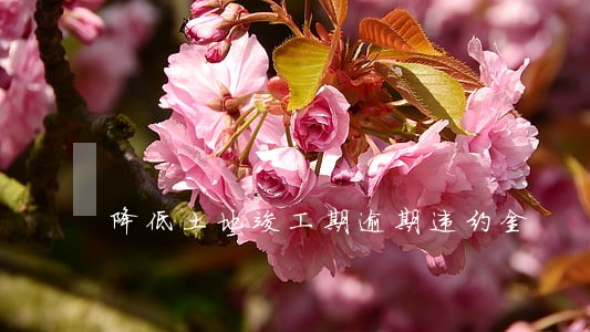 降低土地竣工期逾期违约金 降低土地竣工期逾期违约金