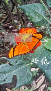 降低额度是逾期吗 降低额度是逾期吗