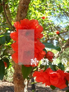 降额度为啥会逾期 降额度为啥会逾期