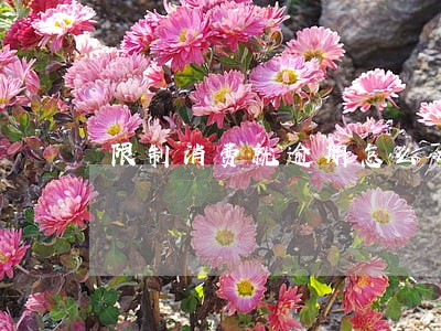 限制消费就逾期怎么办 限制消费就逾期怎么办