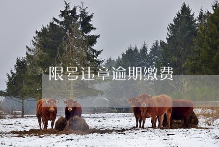 限号违章逾期缴费 限号违章逾期缴费