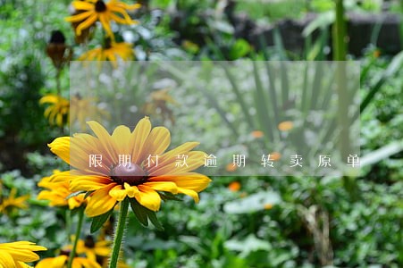 限期付款逾期转卖原单 限期付款逾期转卖原单