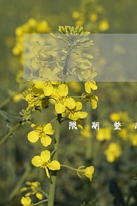 限期整改罚金逾期费