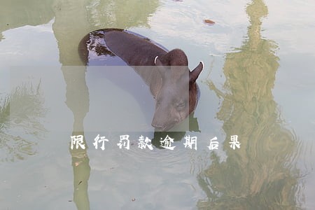 限行罚款逾期后果 限行罚款逾期后果