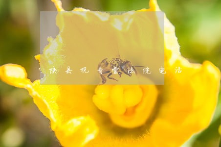 陕县观音堂法院电话 陕县观音堂法院电话