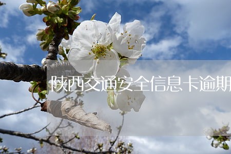 陕西交通安全信息卡逾期还款 陕西交通安全信息卡逾期还款