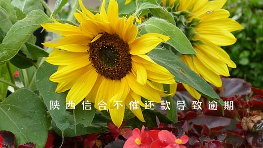 陕西信合不催还款导致逾期 陕西信合不催还款导致逾期