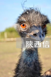 陕西信合家乐卡逾期还可以续贷吗 陕西信合家乐卡逾期还可以续贷吗