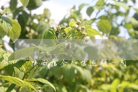 陕西信合征信逾期一周 陕西信合征信逾期一周