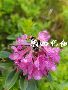 陕西信合房贷逾期两天还款后果 陕西信合房贷逾期两天还款后果