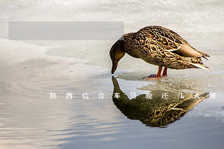 陕西信合车贷晚还几天算逾期 陕西信合车贷晚还几天算逾期