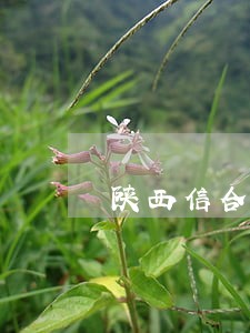 陕西信合逾期不良咨询 陕西信合逾期不良咨询