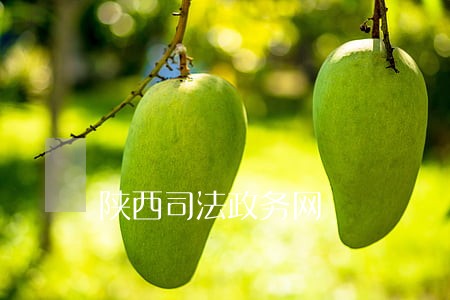 陕西司法政务网