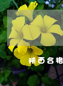 陕西合格分数线