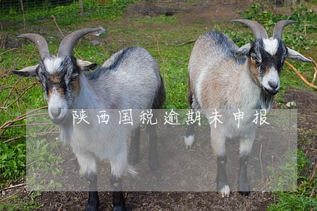 陕西国税逾期未申报 陕西国税逾期未申报