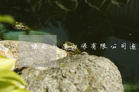 陕西小鹰担保有限公司逾期 陕西小鹰担保有限公司逾期